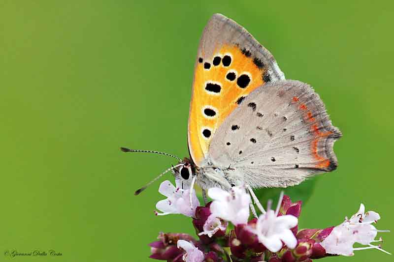 Identificazione farfalla